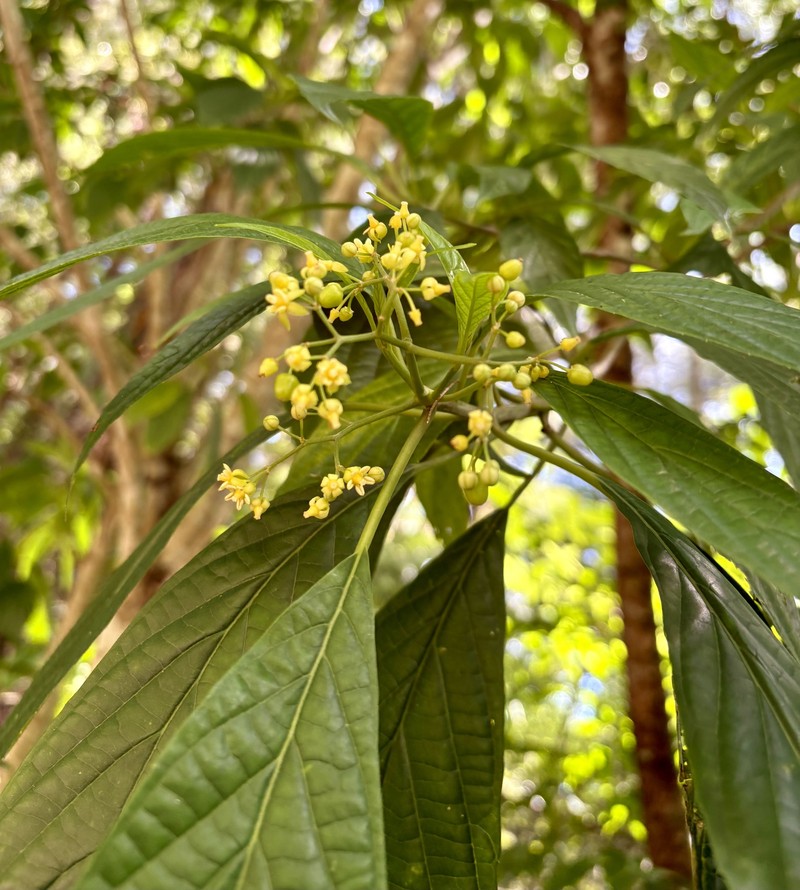 Abrophyllum microcarpum photo 7