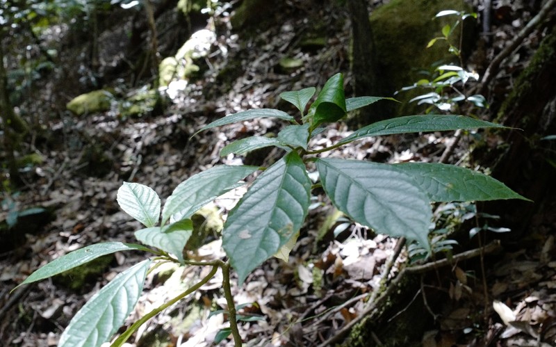 Abrophyllum microcarpum photo 8