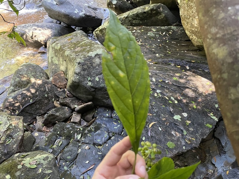 Abrophyllum ornans photo 2