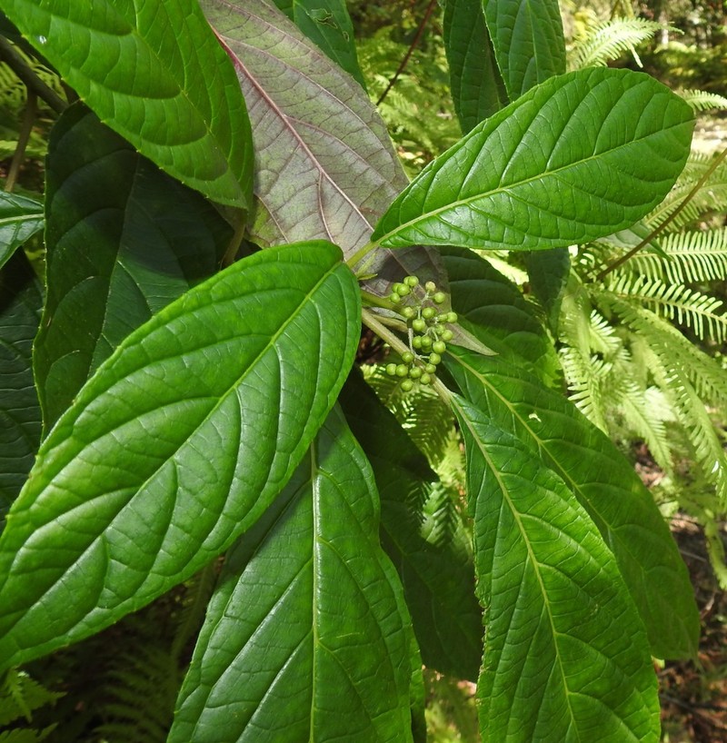 Abrophyllum ornans photo 5