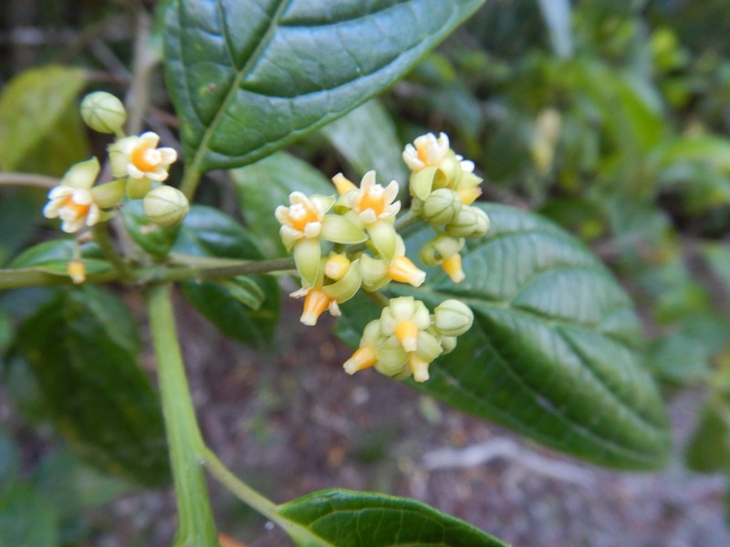 Abrophyllum ornans photo 6