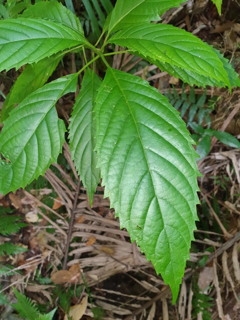 Abrophyllum ornans photo 7