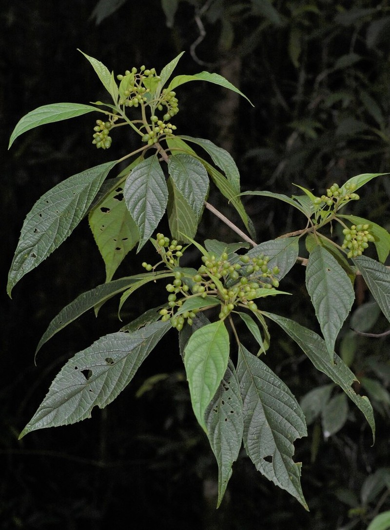 Abrophyllum ornans photo 8