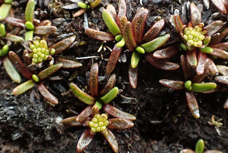 Abrotanella caespitosa