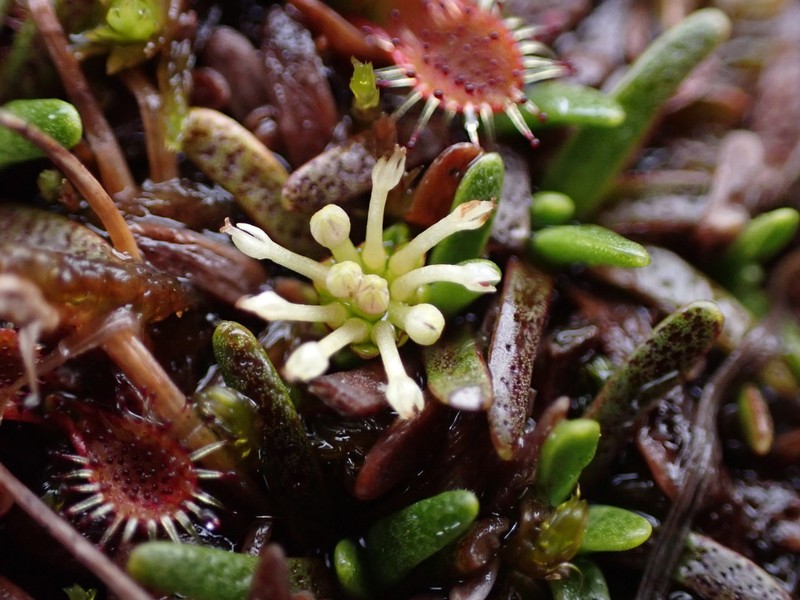 Abrotanella caespitosa photo 2