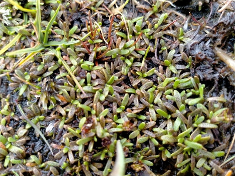 Abrotanella caespitosa photo 3