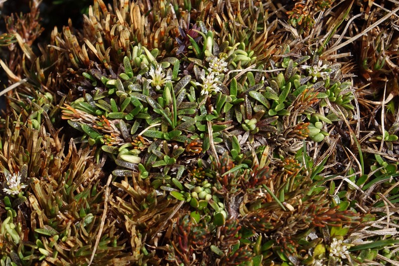 Abrotanella caespitosa photo 6