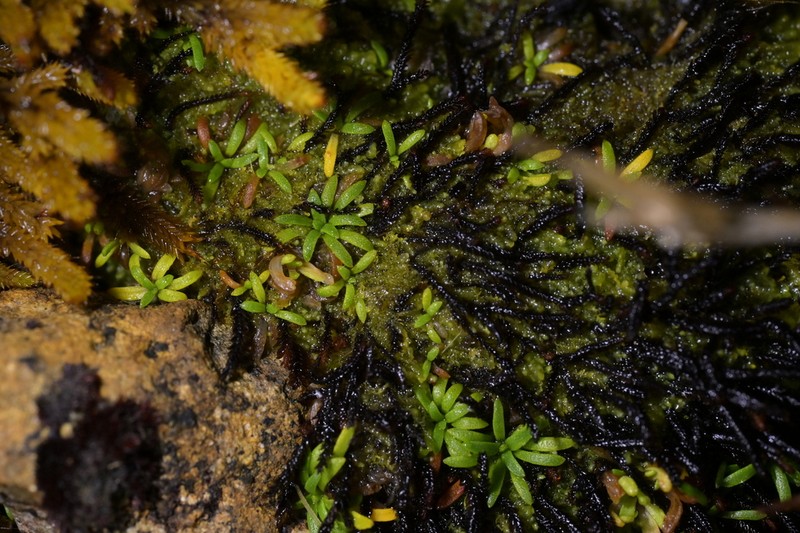 Abrotanella caespitosa photo 8