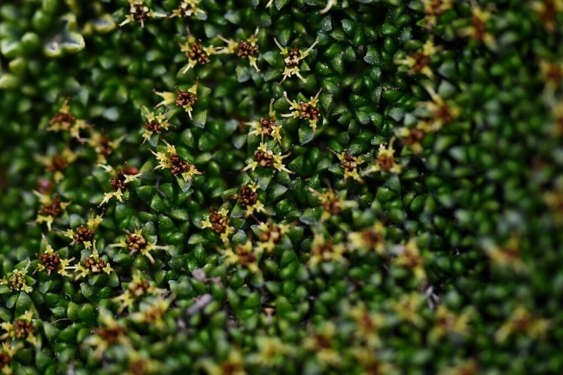 Abrotanella emarginata photo 2