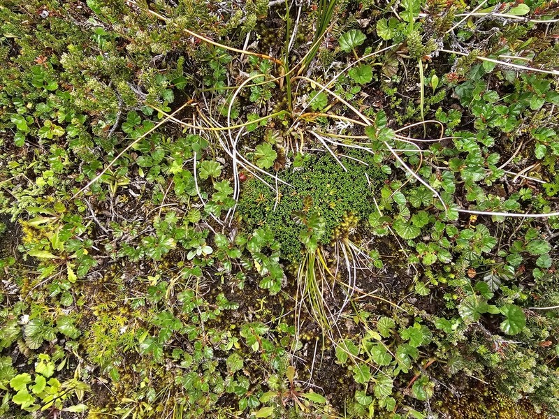 Abrotanella emarginata photo 3
