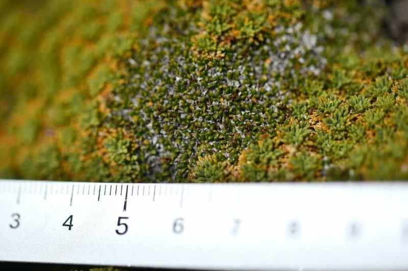 Abrotanella emarginata photo 4