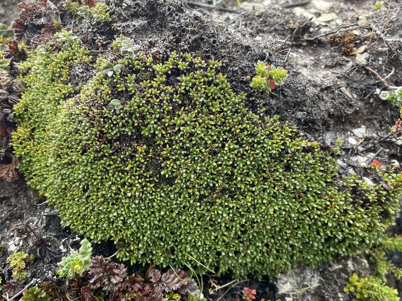 Abrotanella emarginata photo 5