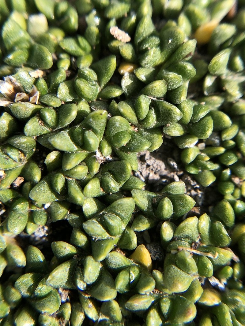 Abrotanella emarginata photo 6