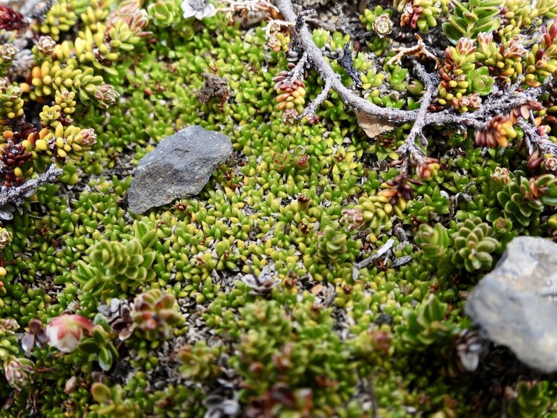 Abrotanella emarginata photo 7