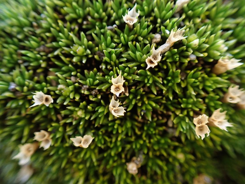 Abrotanella emarginata photo 8