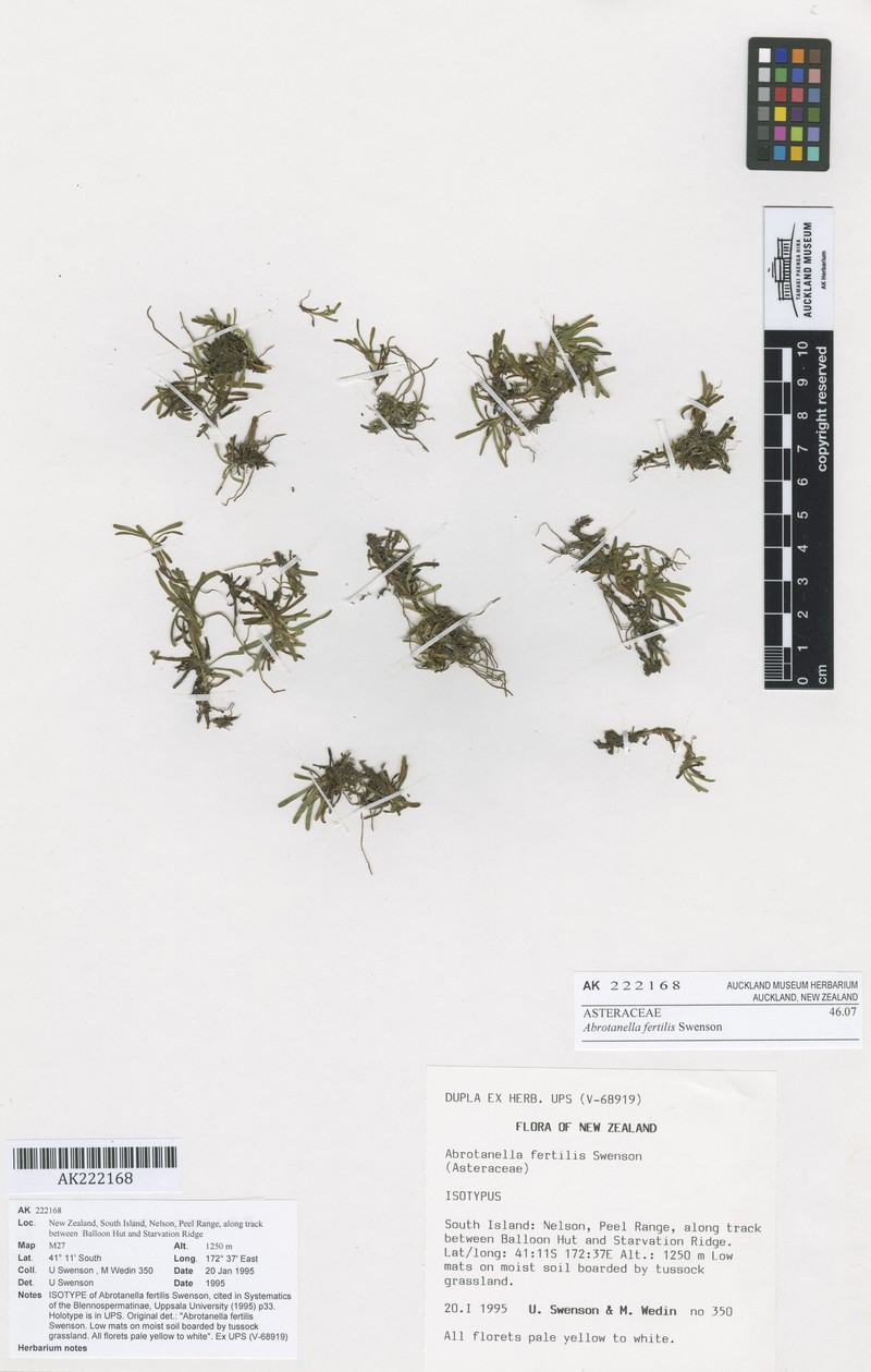 Abrotanella fertilis