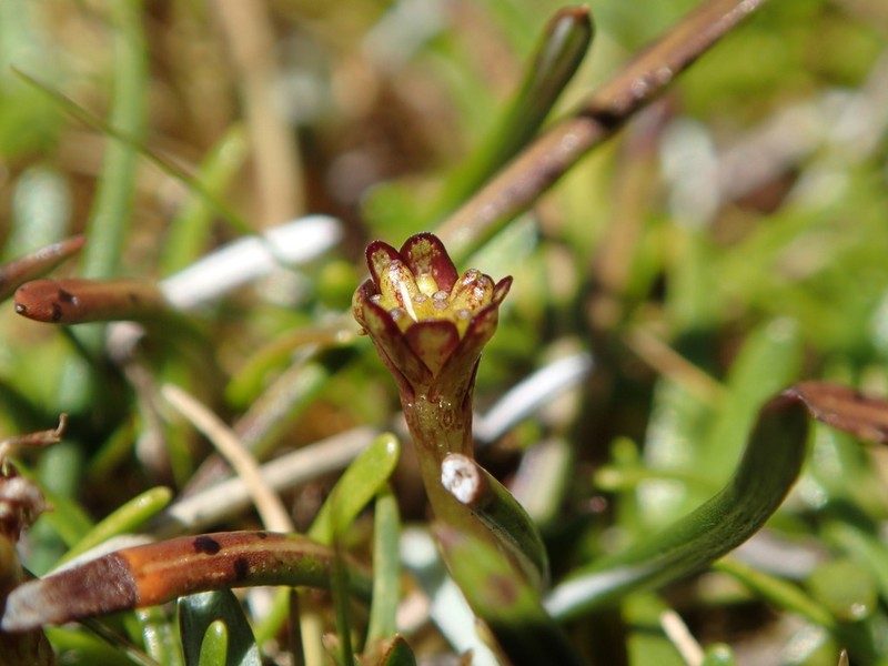 Abrotanella fertilis photo 2