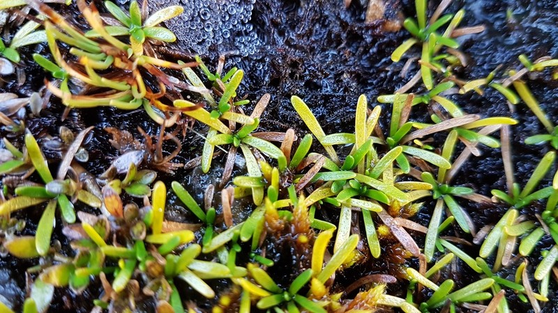 Abrotanella fertilis photo 3