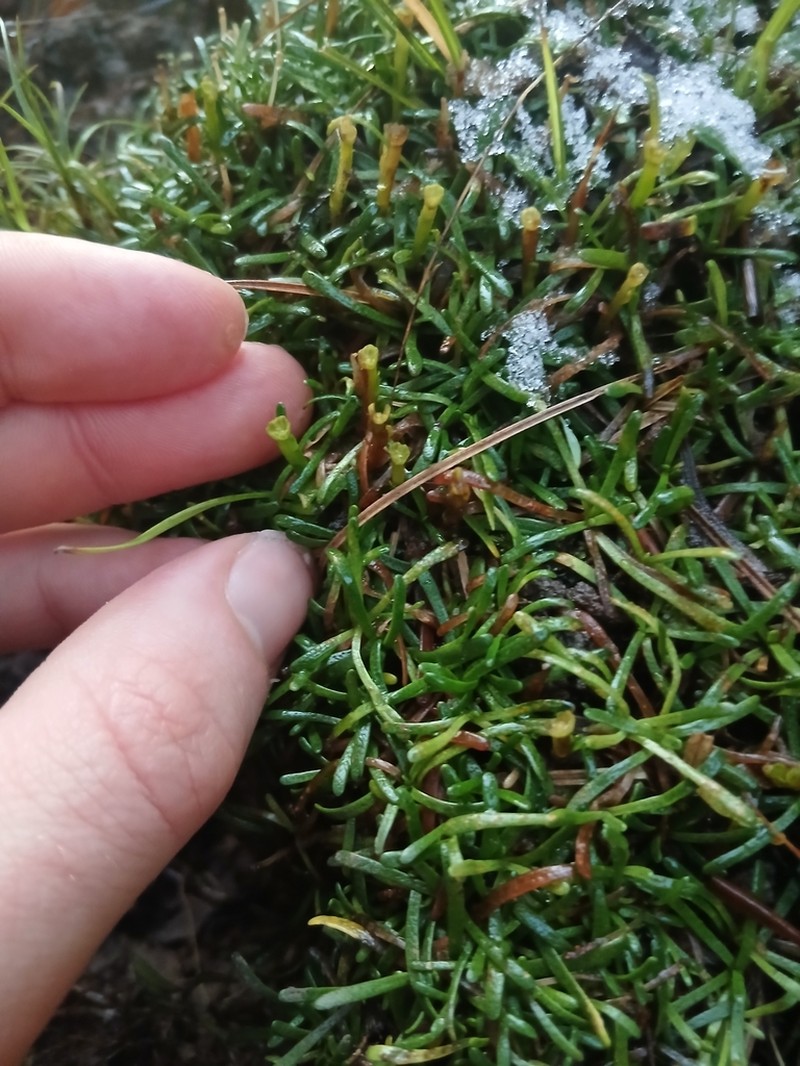 Abrotanella fertilis photo 4