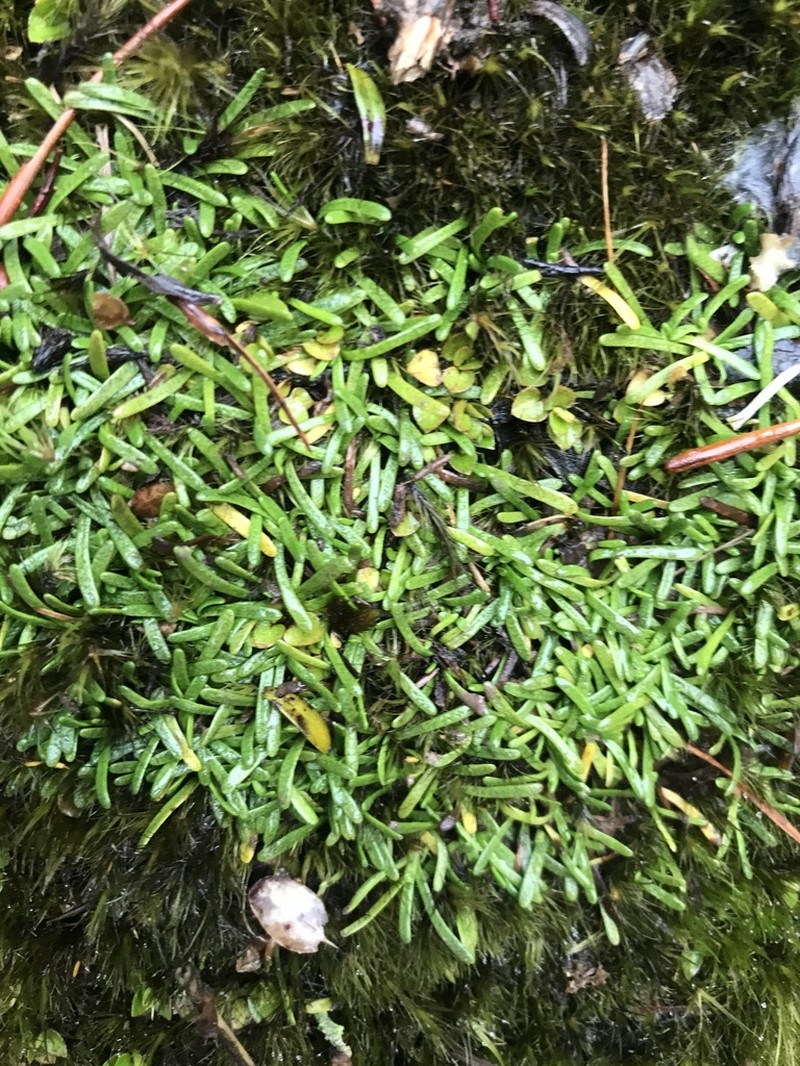 Abrotanella fertilis photo 5