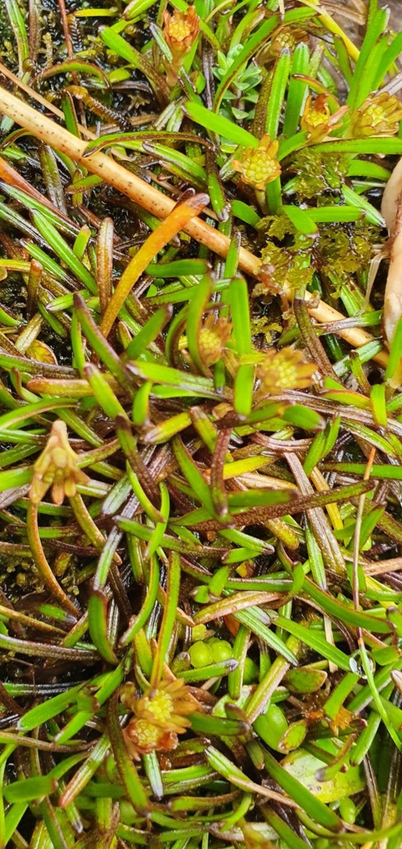 Abrotanella fertilis photo 6