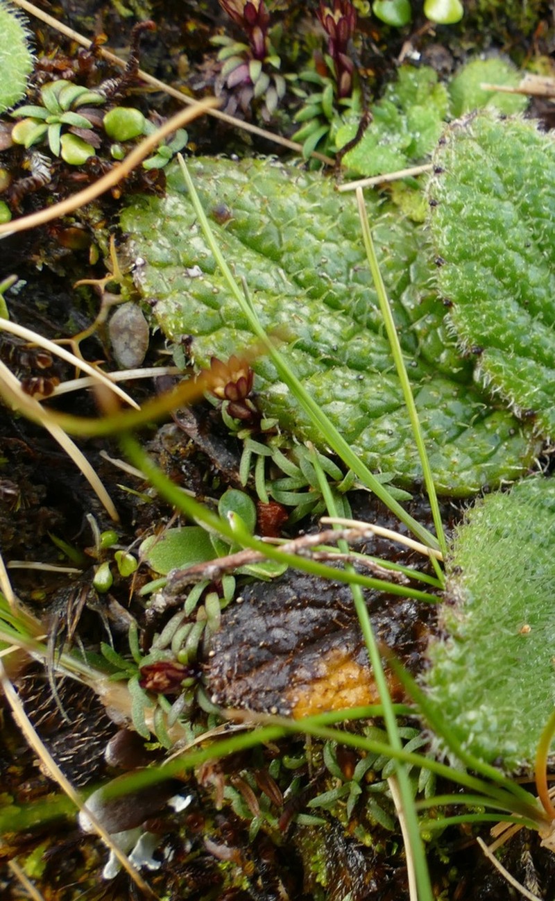Abrotanella fertilis photo 7