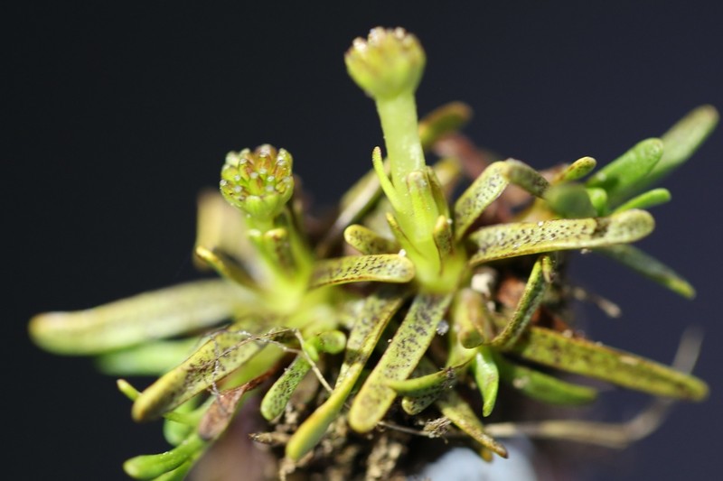 Abrotanella fertilis photo 8