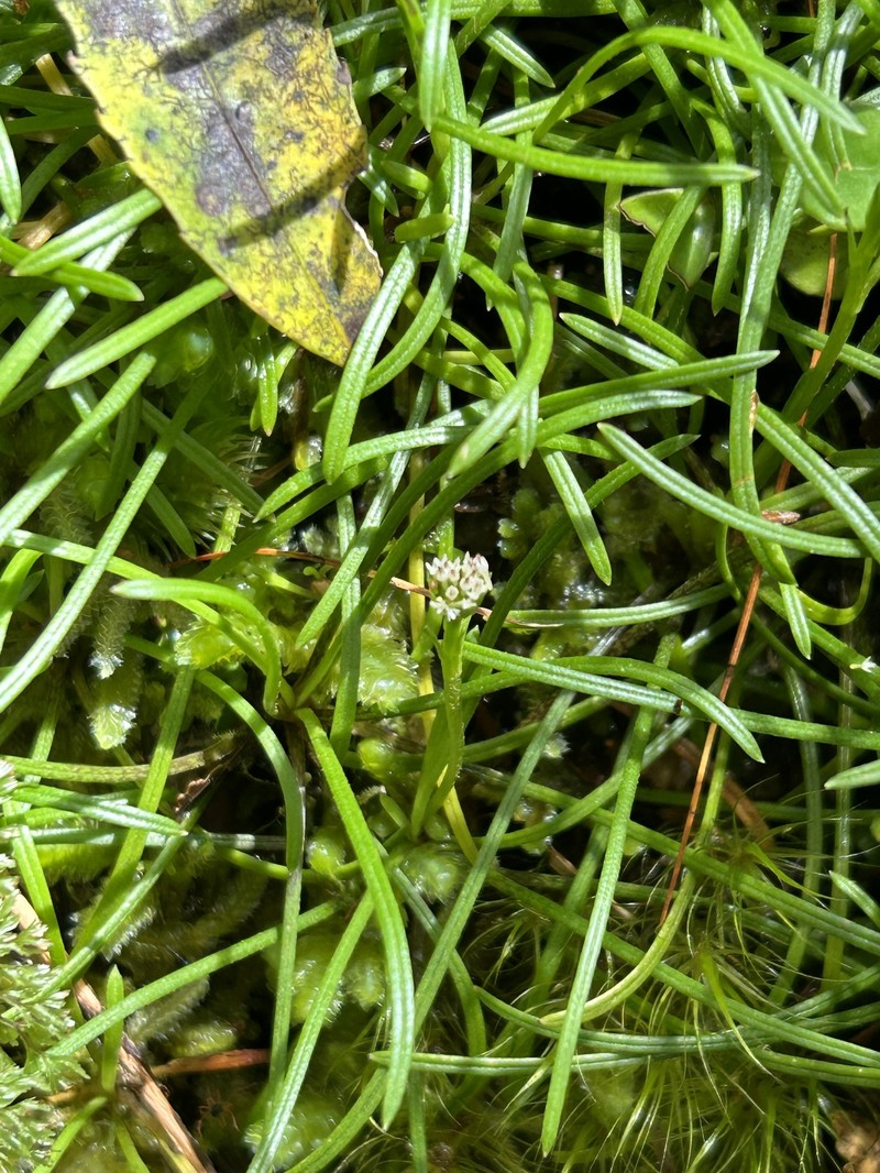 Abrotanella filiformis