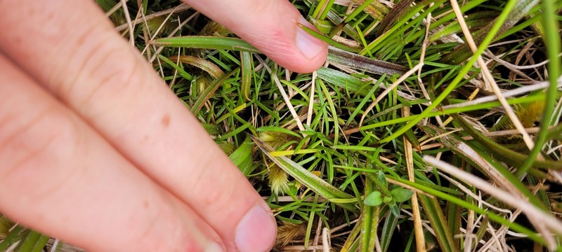 Abrotanella filiformis photo 2