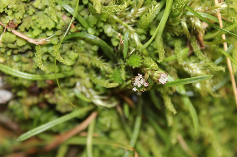 Abrotanella filiformis photo 3