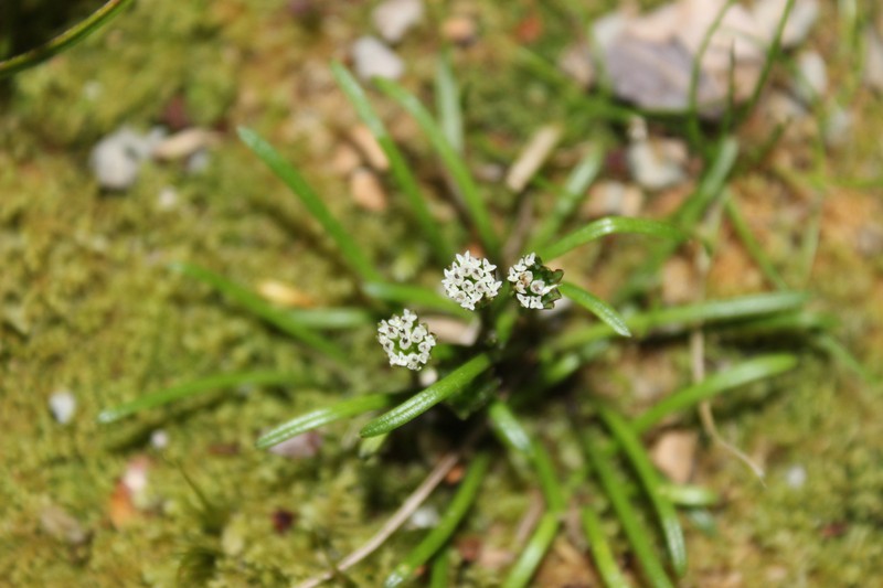 Abrotanella filiformis photo 4