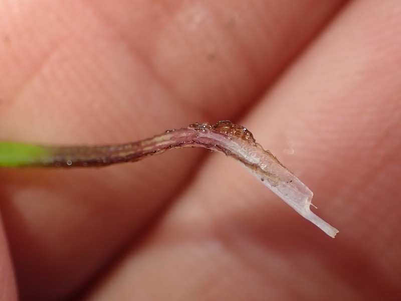 Abrotanella filiformis photo 5