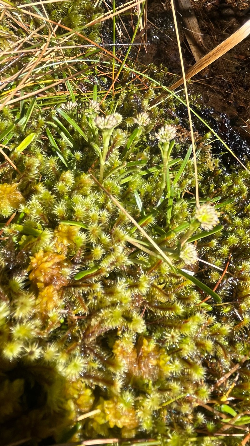 Abrotanella filiformis photo 6