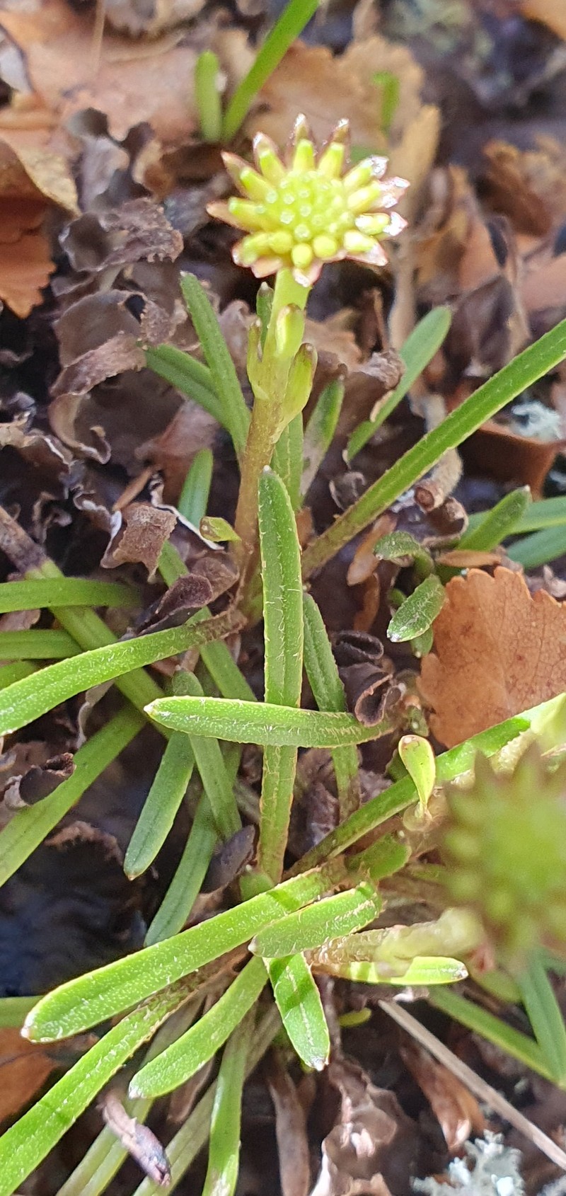 Abrotanella filiformis photo 8