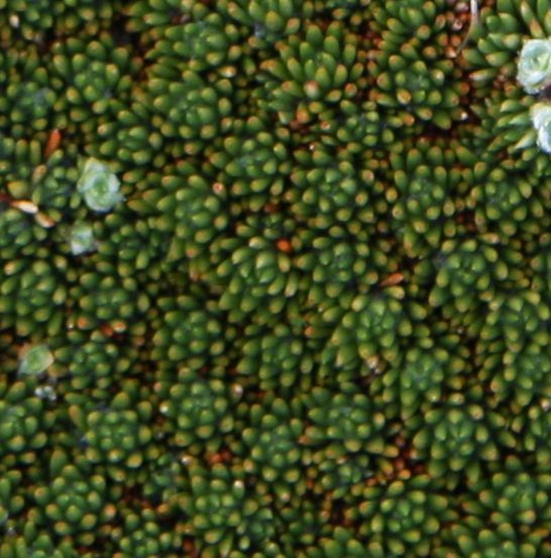 Abrotanella forsteroides