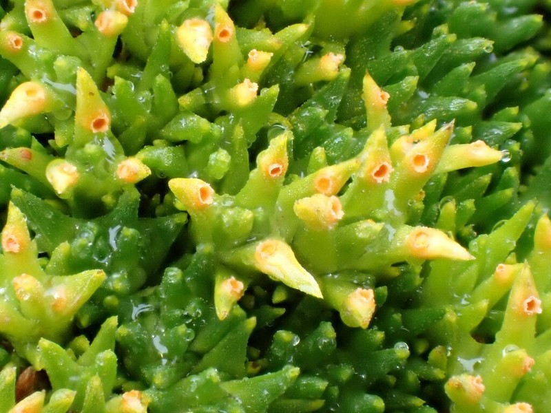 Abrotanella forsteroides photo 4