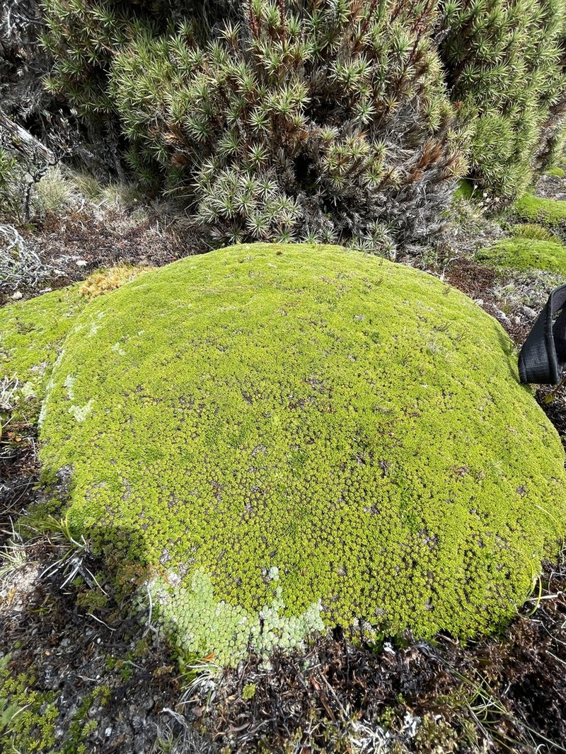 Abrotanella forsteroides photo 5