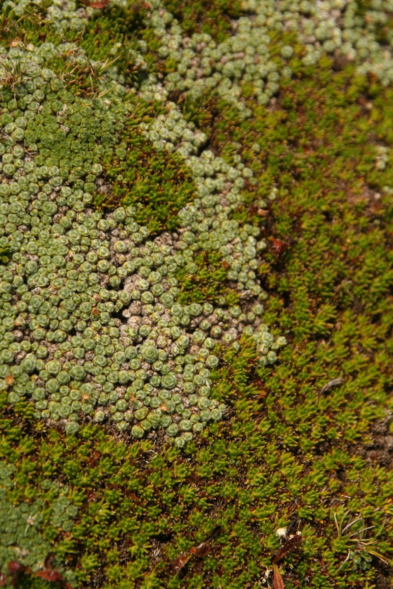 Abrotanella forsteroides photo 7