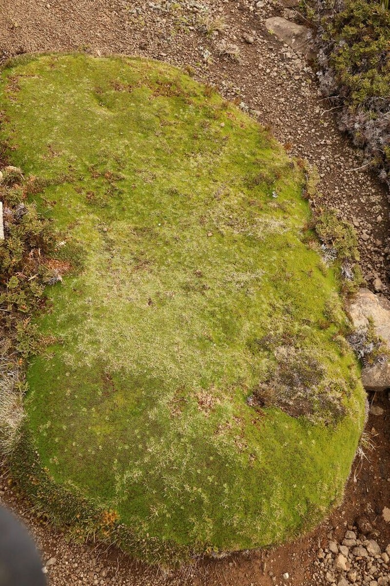 Abrotanella forsteroides photo 8