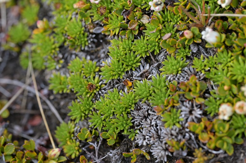 Abrotanella inconspicua
