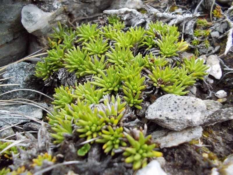 Abrotanella inconspicua photo 2