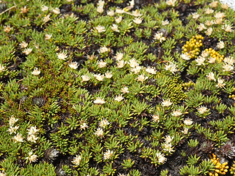 Abrotanella inconspicua photo 3