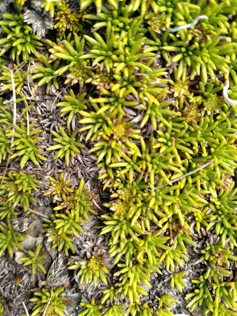 Abrotanella inconspicua photo 4