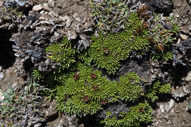 Abrotanella inconspicua photo 5