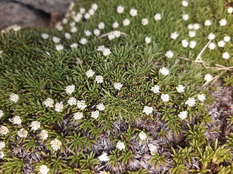 Abrotanella inconspicua photo 6