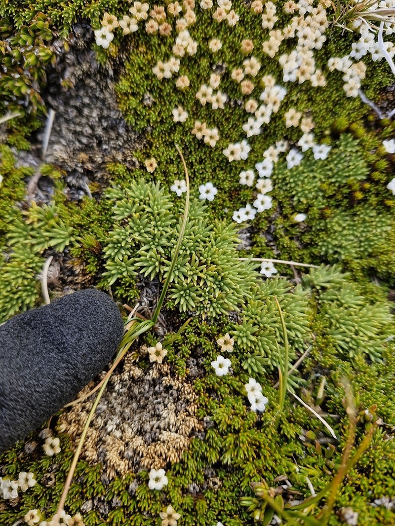 Abrotanella inconspicua photo 7