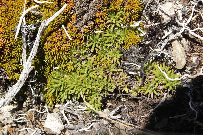Abrotanella inconspicua photo 8