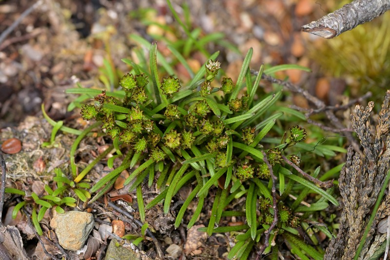 Abrotanella linearis