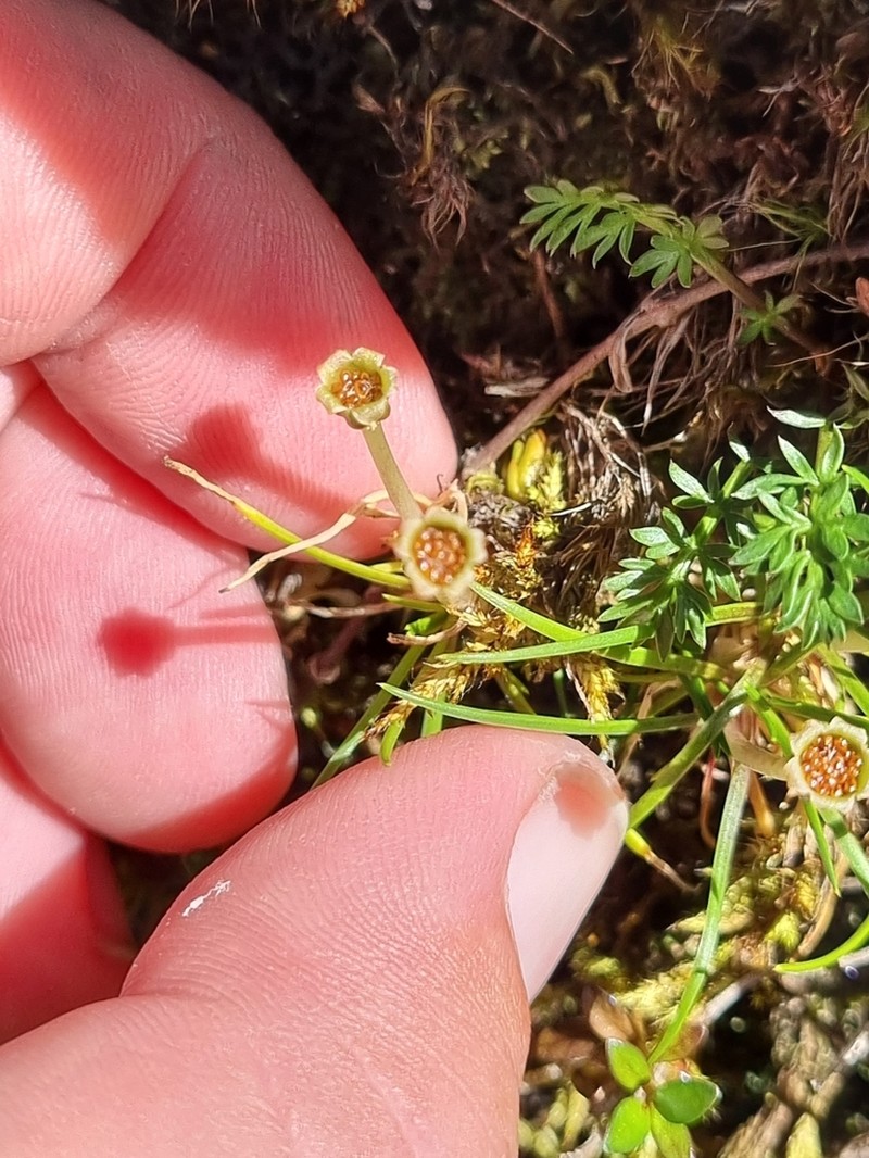 Abrotanella linearis photo 2