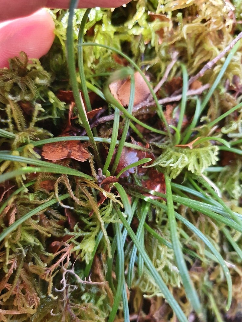 Abrotanella linearis photo 3